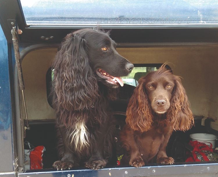 Two spaniels in the back of a truck
