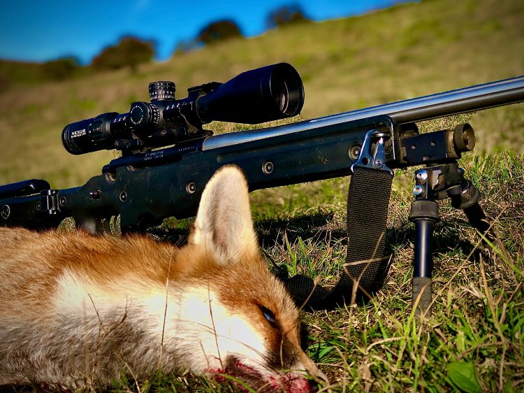 A dead fox in front of a rifle shot my Mark Ripey